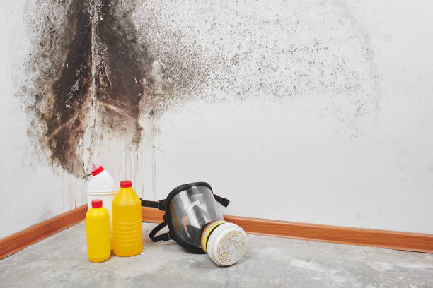 Mold Removal and Inspection in Hudson Falls, NY