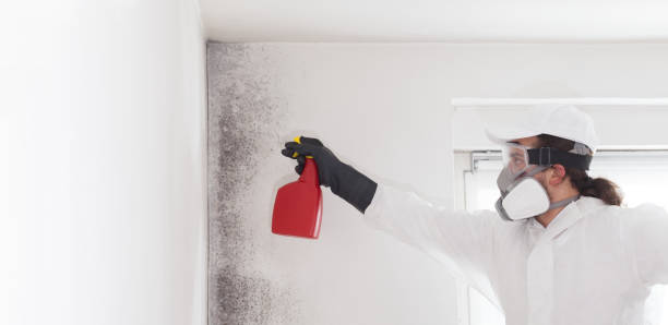 Professional Mold Removal in Hudson Falls, NY