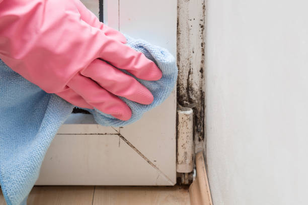 Best Residential Mold Removal  in Hudson Falls, NY