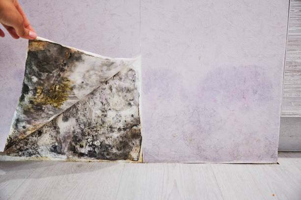 Best Mold Remediation  in Hudson Falls, NY